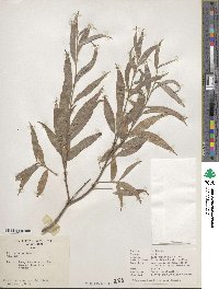 Salix alba image