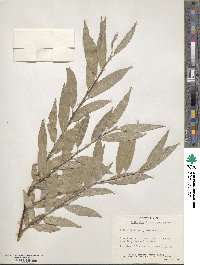 Salix alba var. vitellina image