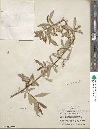 Salix alba var. vitellina image