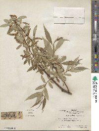 Salix alba image