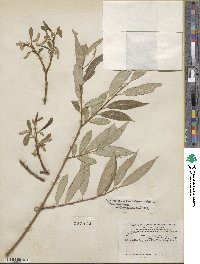 Salix alba var. vitellina image