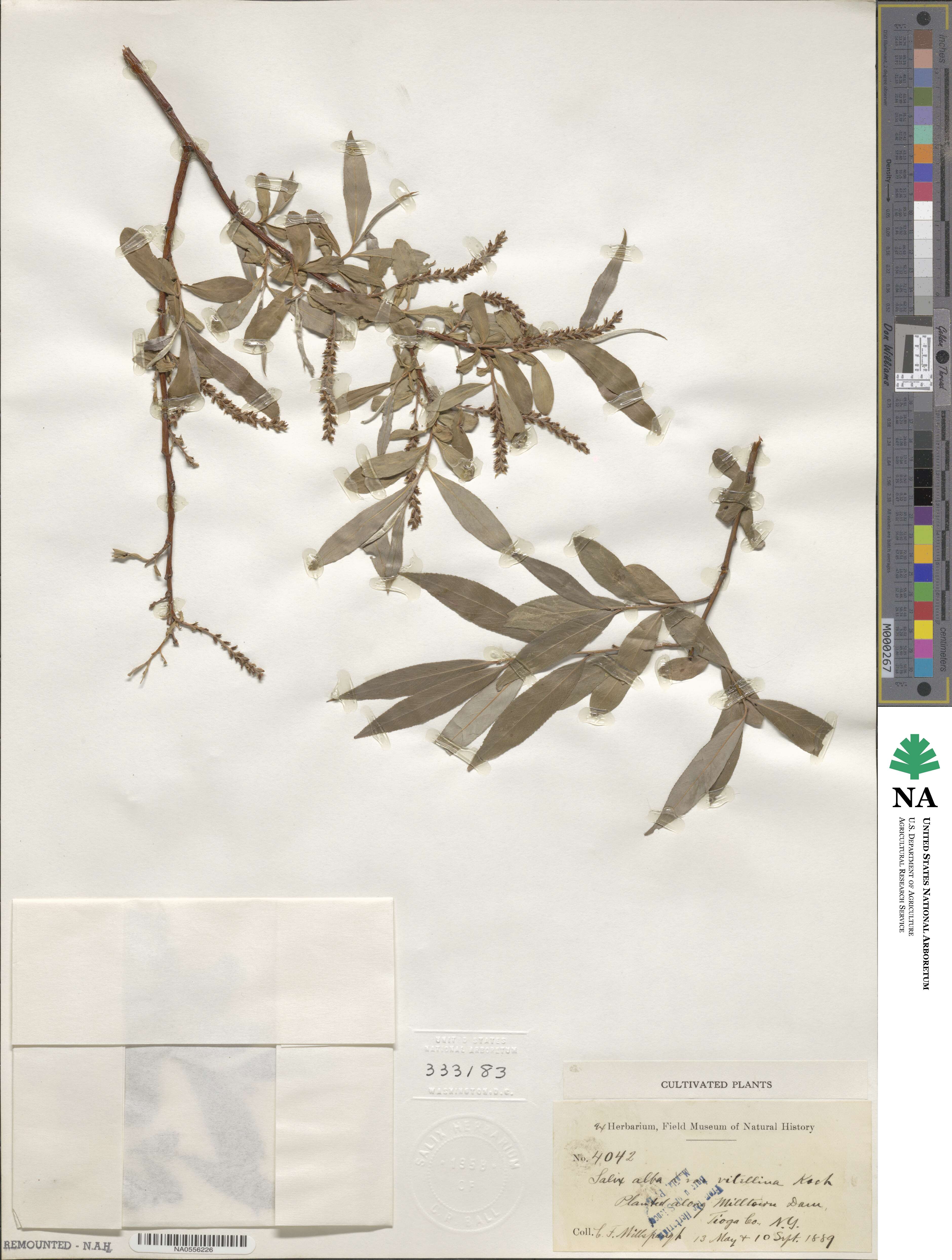 Salix alba var. vitellina image