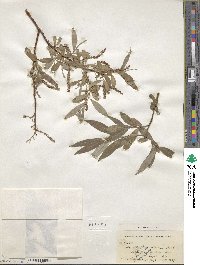 Salix alba image