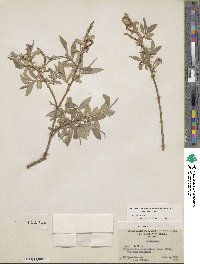 Salix alba var. vitellina image