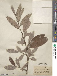 Salix acuminata image