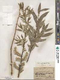 Salix acutifolia image