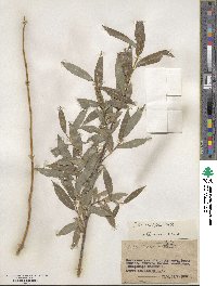 Salix acutifolia image