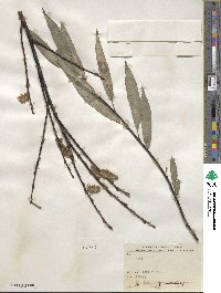 Salix acutifolia image