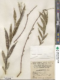 Salix acutifolia image