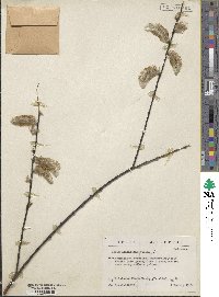 Salix acutifolia image