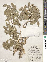 Salix cordata image