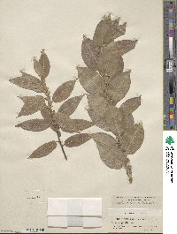 Salix cordata image