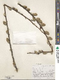 Salix aegyptiaca image