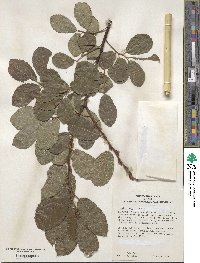 Salix aegyptiaca image