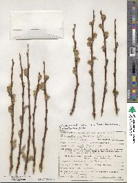 Salix aegyptiaca image