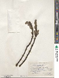 Salix aegyptiaca image