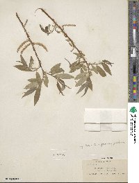 Salix alba image