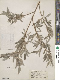 Salix alba image