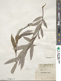 Salix alba image