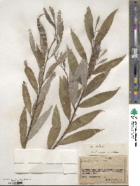 Salix alba image