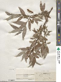 Salix alba image