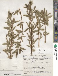 Salix alba image