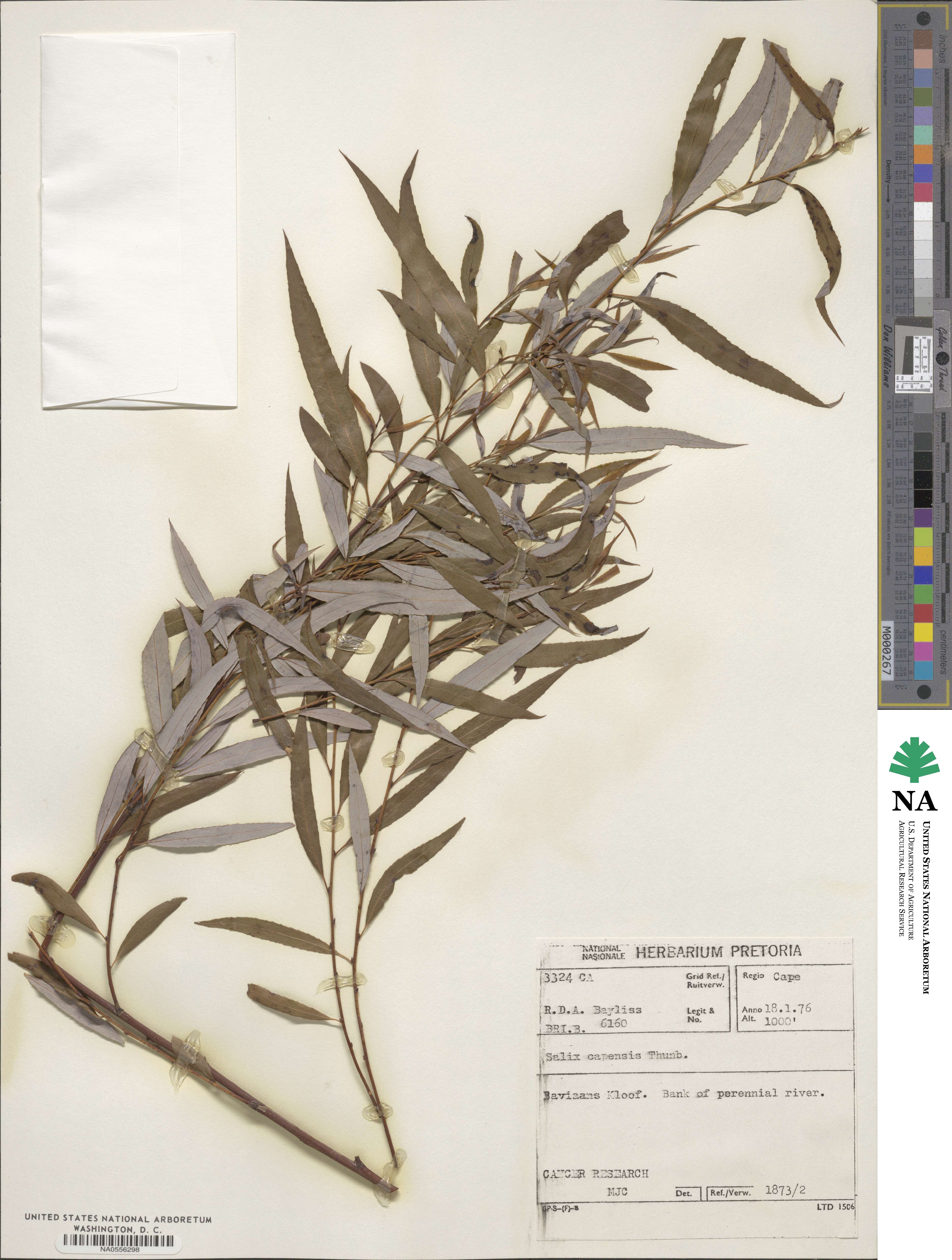 Salix mucronata subsp. capensis image