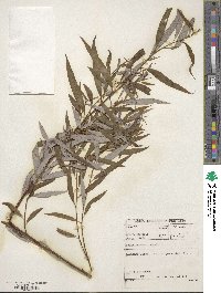 Salix mucronata image