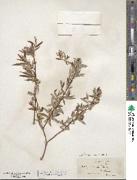 Salix mucronata subsp. capensis image