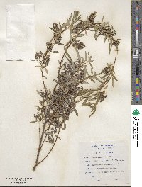 Salix mucronata image