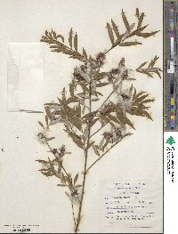 Salix mucronata image