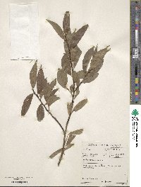 Salix petiolaris image