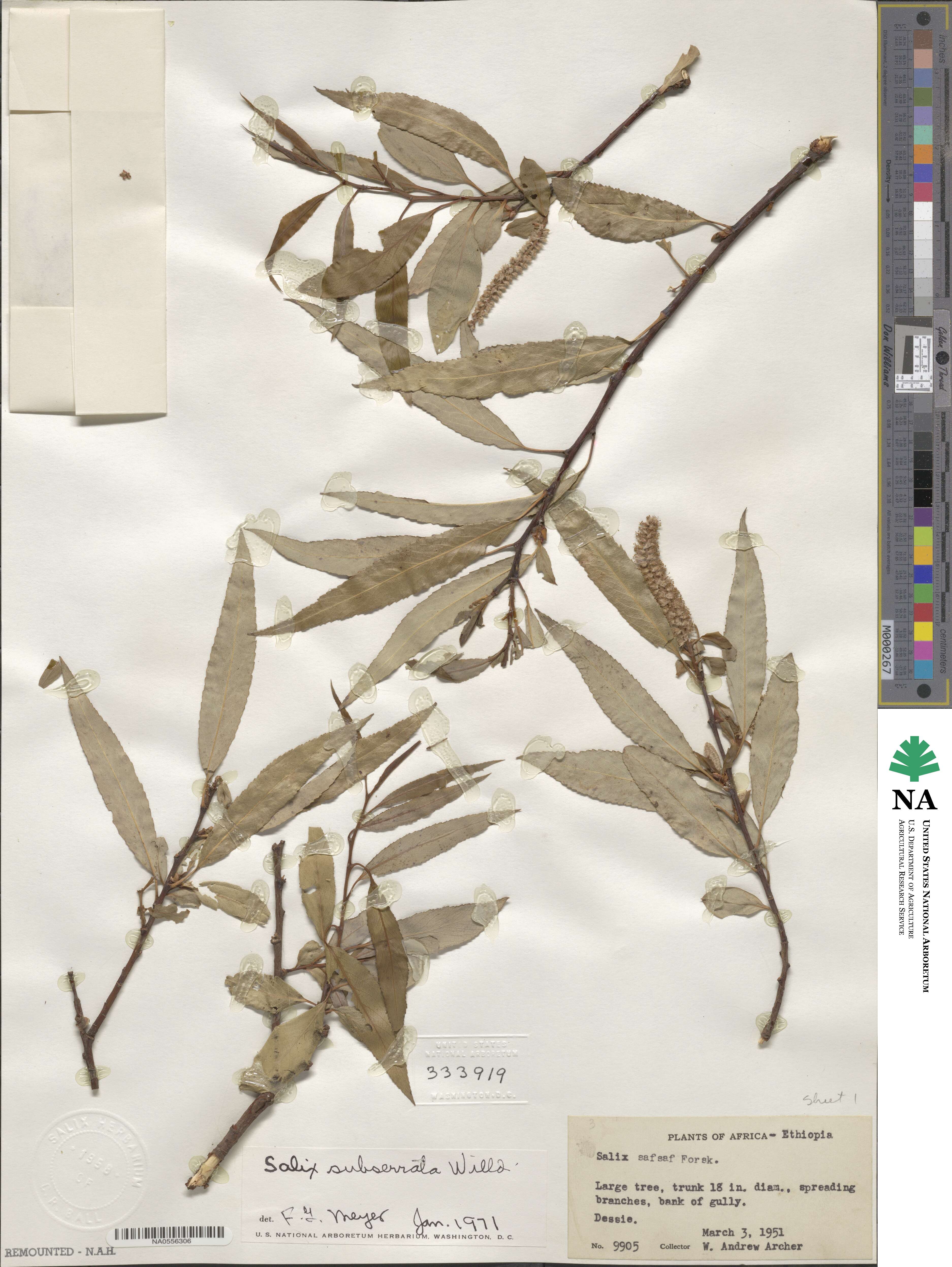 Salix mucronata image