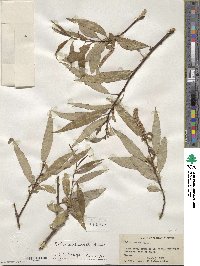 Salix mucronata image