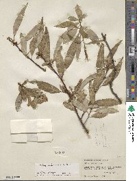 Salix mucronata image