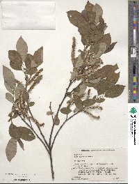 Salix vulpina image