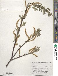 Salix vulpina image