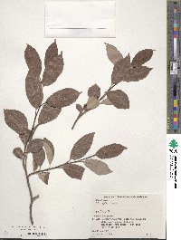 Salix vulpina image