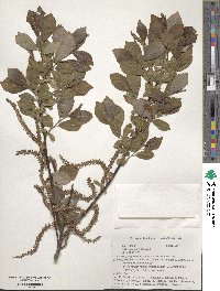 Salix vulpina image