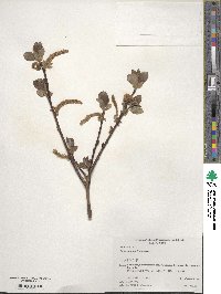 Salix vulpina image