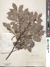 Salix vulpina image