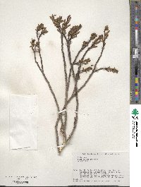 Salix vulpina image