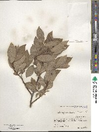 Salix vulpina image