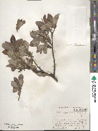 Salix vulpina image