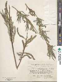 Salix wilhelmsiana image