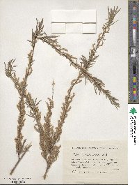 Salix wilhelmsiana image