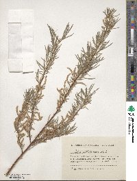 Salix wilhelmsiana image