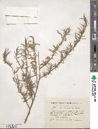 Salix wilhelmsiana image