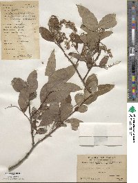 Salix wilsonii image