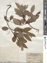 Salix wilsonii image